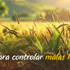 Guía Práctica para Identificar y Controlar malas hierbas