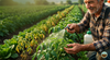 Cómo usar aminoácidos para salvar sus cultivos del estrés y aumentar su producción