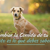 La Transición de Alimento para tu Mascota: Una Decisión que Va Más Allá de la Marca