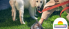 ¿Cuál es la importancia de recoger las heces de tu perro?