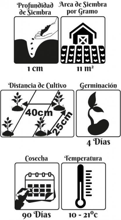 Semilla Lechuga Quattro Stagioni 1 gr