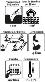 Semilla Lechuga Quattro Stagioni 1 gr