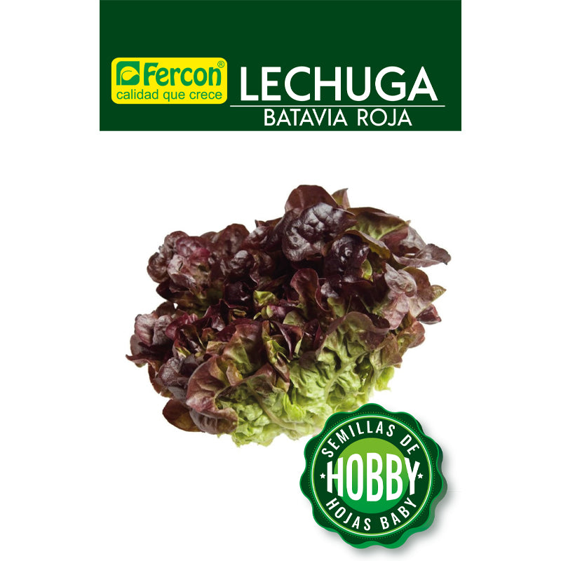 Lechuga Batavia Roja Semillas x 0.3 g