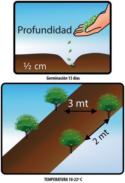 Semilla Lulo Sobre x2 gr