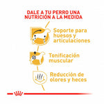 Royal Canin Dachshund Adulto 1.5 kg