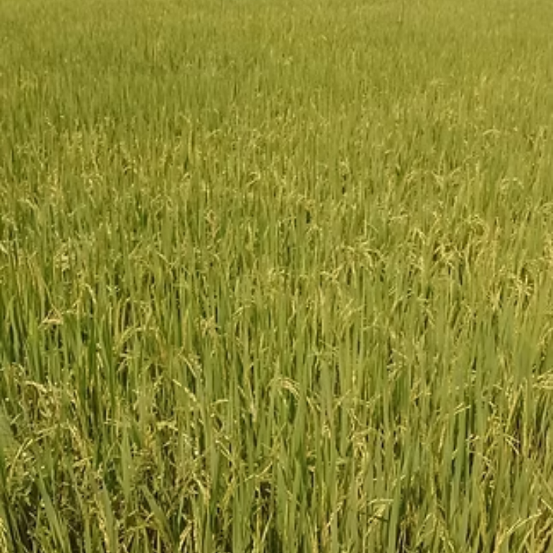 A-MICSUR Zn Fertilizante Líquido