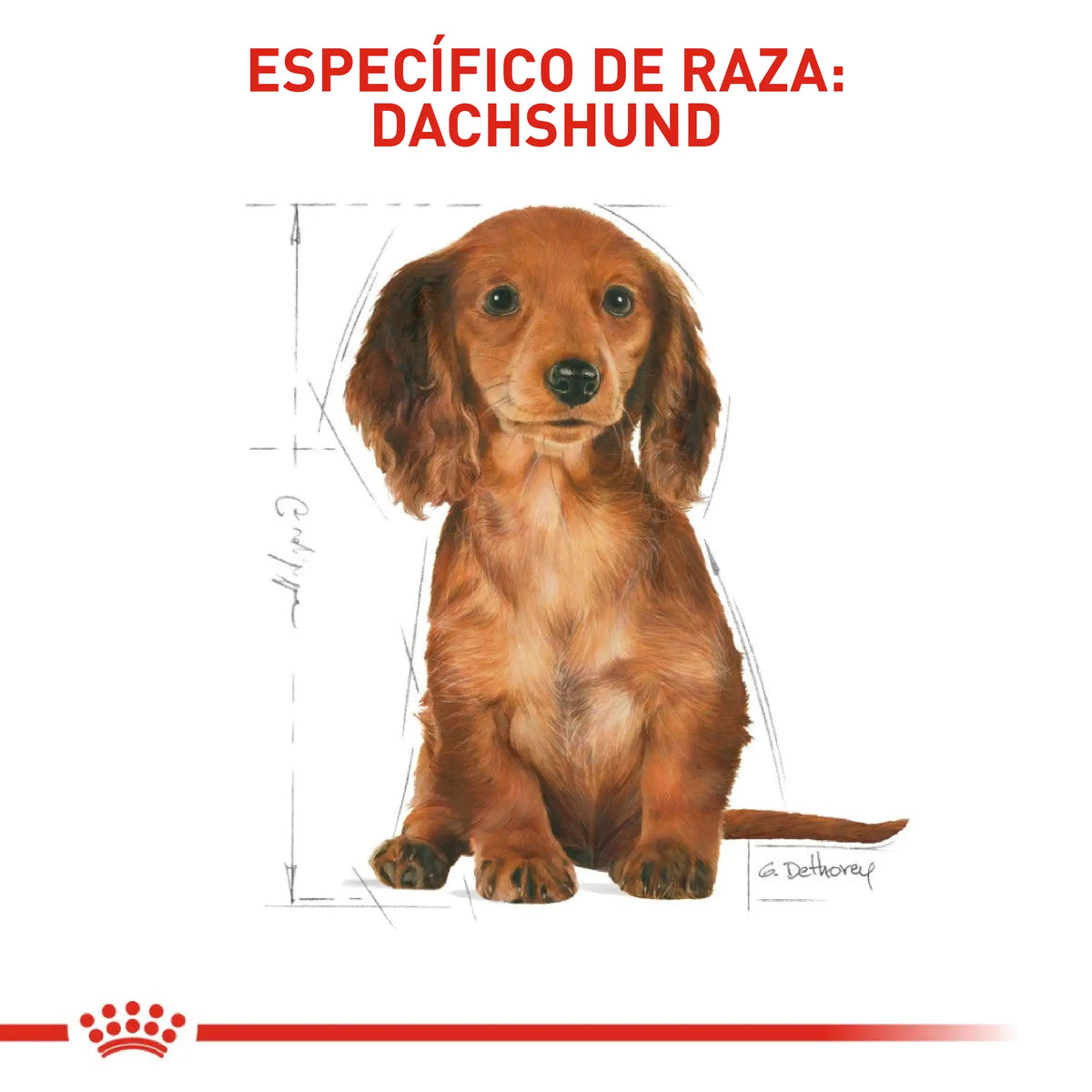 Royal Canin Dachshund Puppy 1.13 kg