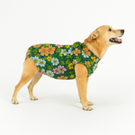 Faja Postquirurjica para Macho (Perro o Gato)