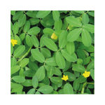 Semilla De Maní Forrajero x 25 g