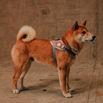 Zeedog Suede Flyharness Arnés para Perros