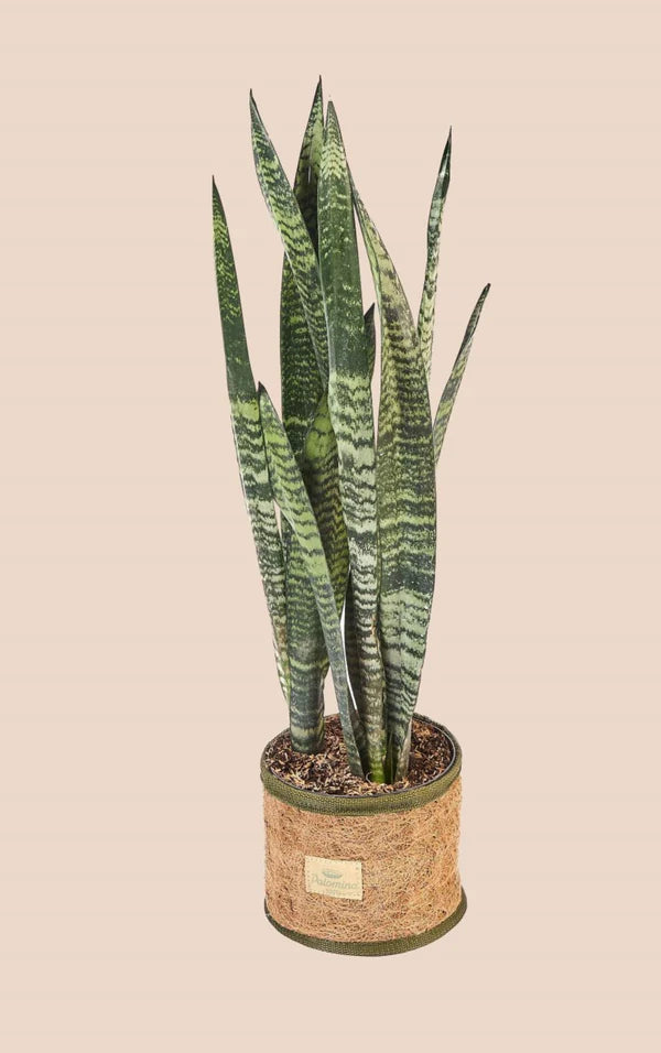 Cesta Redonda de Fibra de Coco Natural