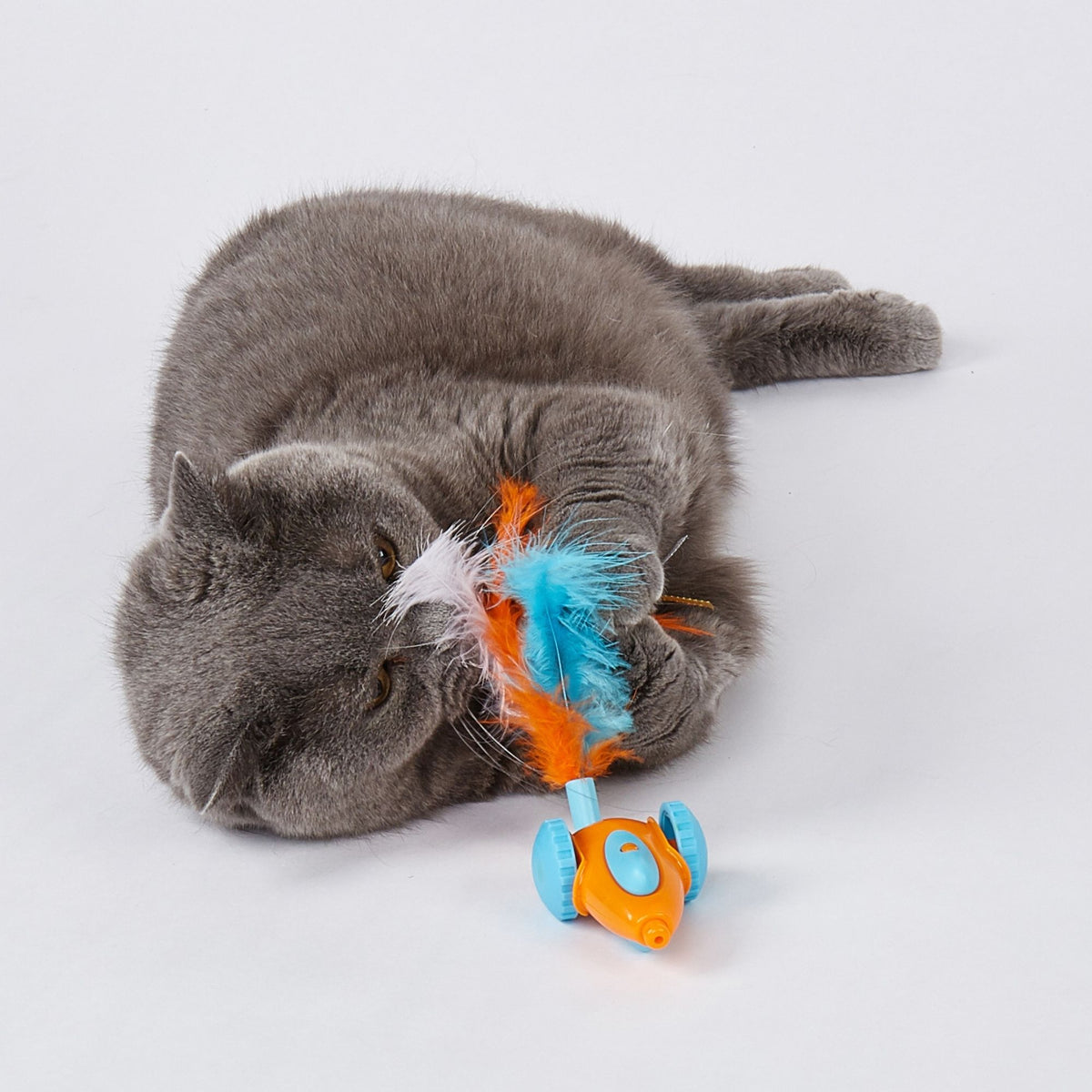 Carro De Carreras Interactivo Para Gato