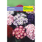 Semillas Flores Cineraria