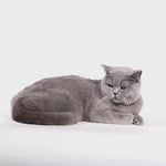 Arnes Ajustable y Correa para Gato Black Panther