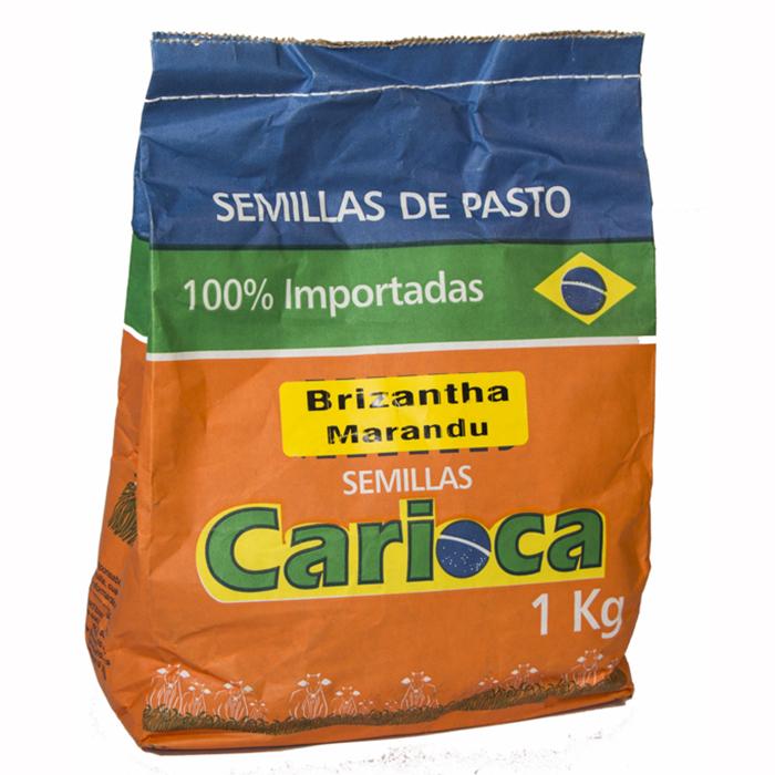 Semilla de pasto Brachiaria brizanta marandu x 1 kg|Impulsemillas