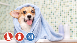 ¿Cómo bañar correctamente un perro?