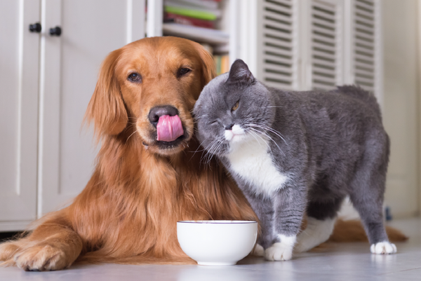 8 consejos clave para lograr una mejor alimentación de tu mascota + 4 tips - Tierragro Colombia
