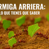 GENERALIDADES ACERCA DE LA HORMIGA ARRIERA Y ALGUNAS ESTRATEGIAS PARA SU CONTROL.