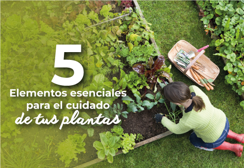 5 elementos esenciales para el cuidado de plantas