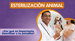 Esterilización de las mascotas | castración perros