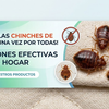 Conoce las soluciones para los Chinches de cama