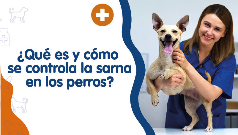 como tratar demodex en perros