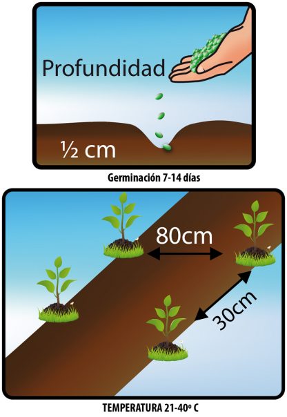 Semillas Berenjena Larga Sobre x 2gr