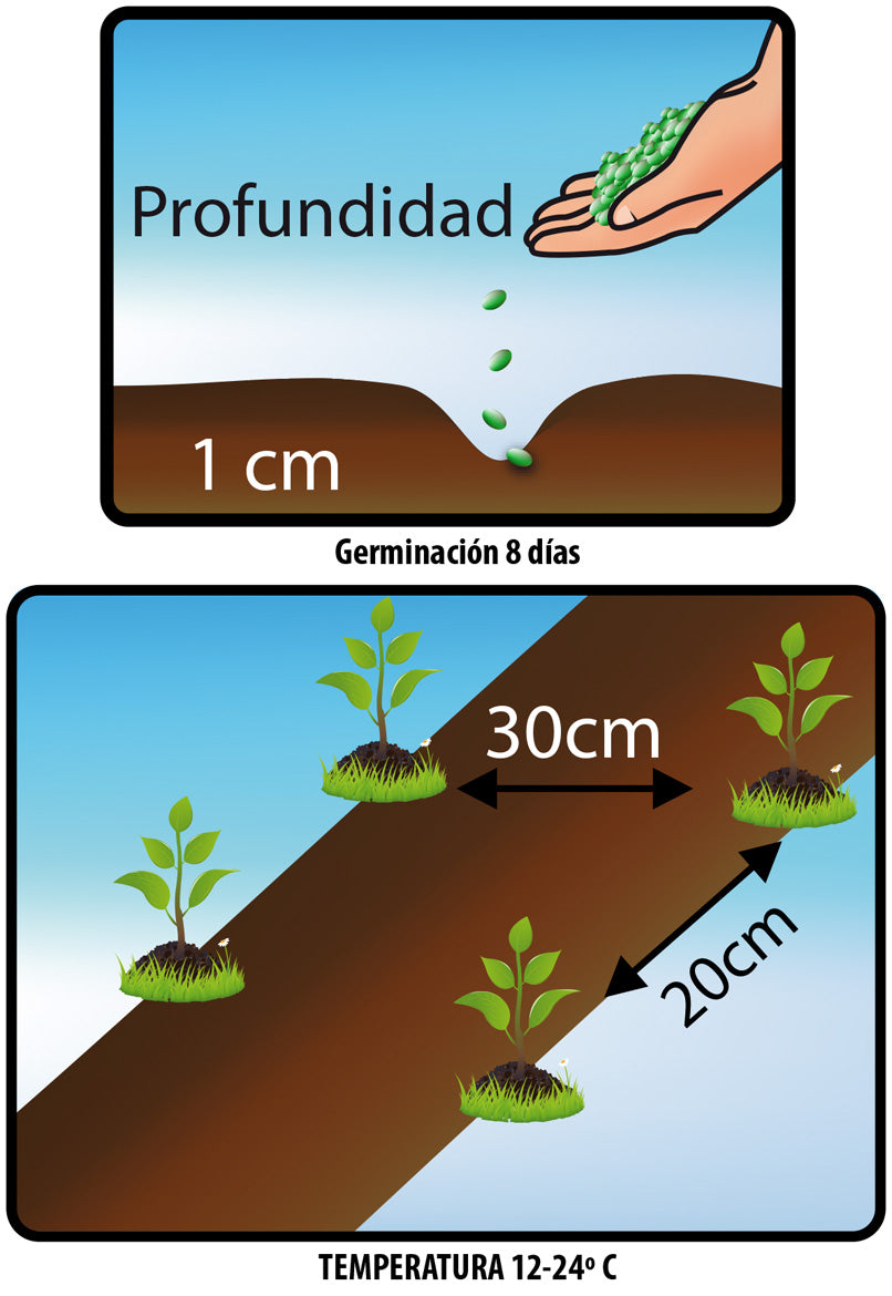 Semillas Espinaca Viroflay Sobre x 5 gr