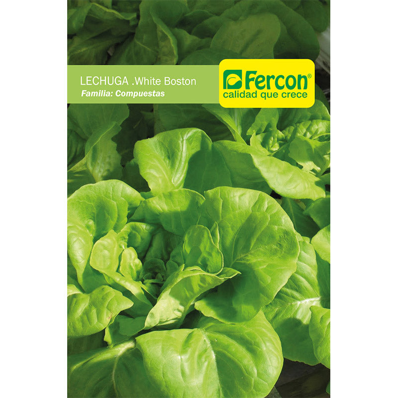 Lechuga White Boston x2 gr