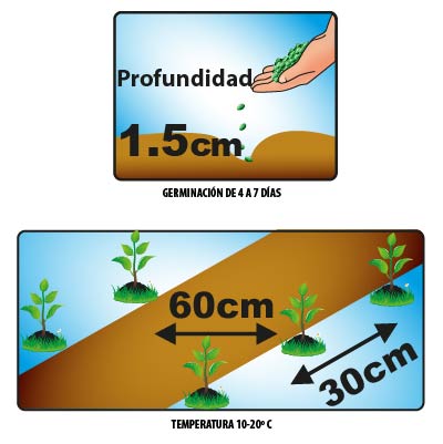 Semilla Kale Col Rizada Sobre x2 gr