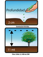 Semilla Guanabana Sobre 3 gr