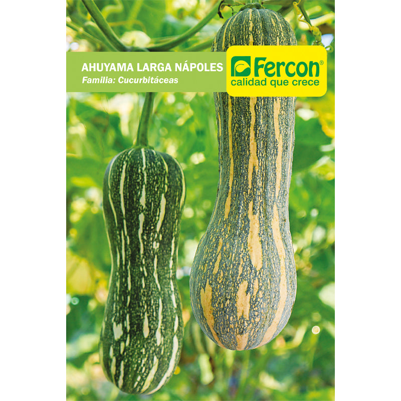 Semilla de Ahuyama Larga Nápoles x 2 g