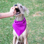 Galletas Saludables para Perros Kuziolo 50 g y 150 g