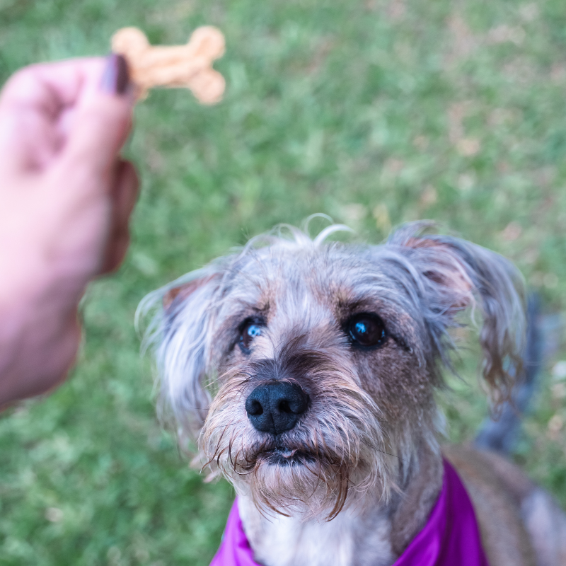 Galletas Saludables para Perros Kuziolo 50 g y 150 g