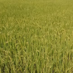 A-MICSUR Zn Fertilizante Líquido