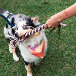 Juguete de Tiro Kuziolo para Perros y Gatos