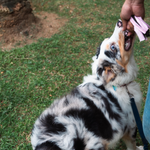 Juguete de Agarradera Kuziolo para Perros y Gatos