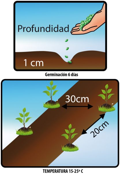 Semilla De Cilantro x 5 Gr