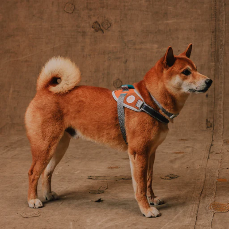 Zeedog Suede Flyharness Arnés para Perros