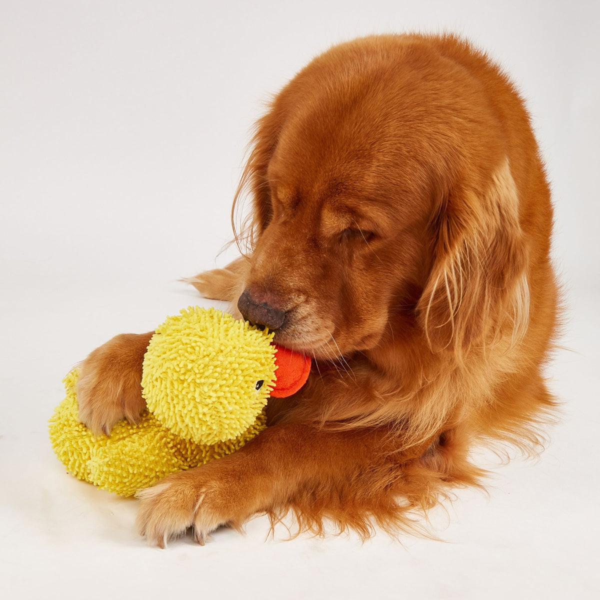 Juguetes Pato Jeep para Perros
