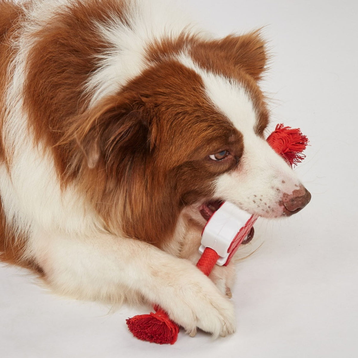 Juguetes Mordedores de Cuerda para Perros