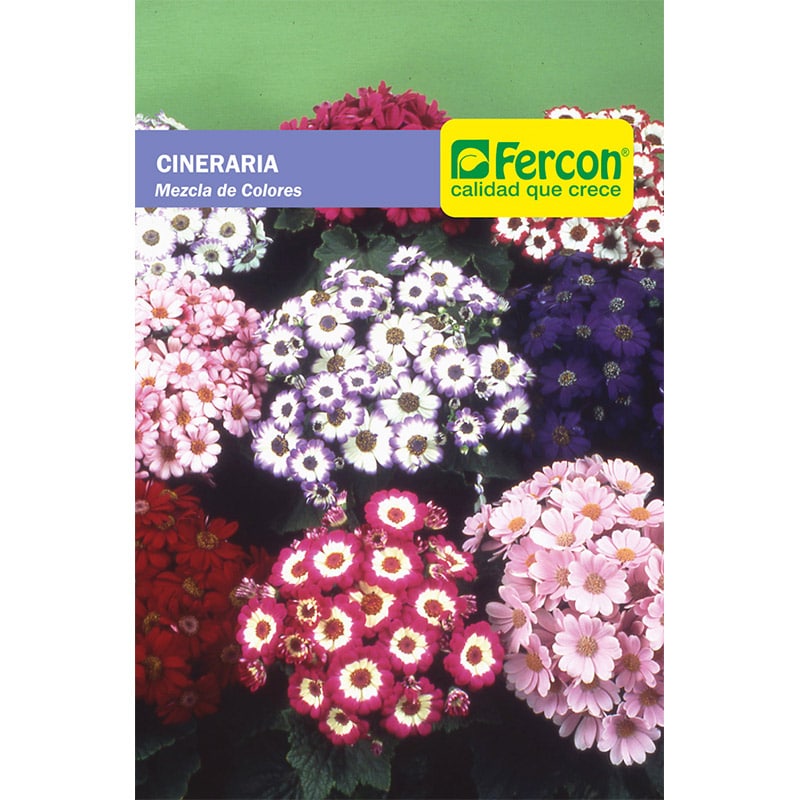 Semillas Flores Cineraria