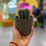 Eco Matera Bahía 10 + Cactus