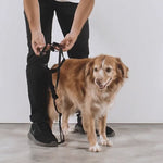 Zeedog Suede H-Harness Arnés para Perros