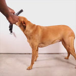 Zeedog Glitch Error #500 Softer Walk Harness Arnés para Perros