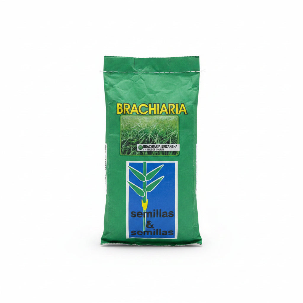 Brachiaria Brizantha Toledo