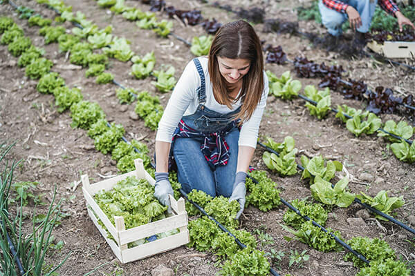 supermercado agropecuario