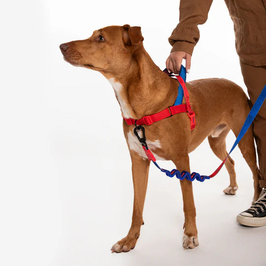 Arnes Anti Tirones Ajustable Para Perro Grande Spider Man