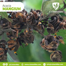 Acacia Mangium x 20 gr