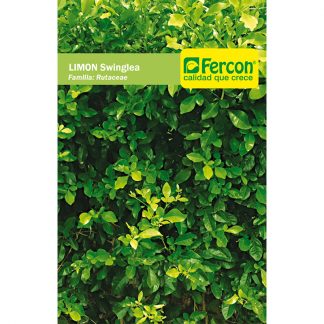Semilla limon swinglia ornamental X 454 GR|Fercon